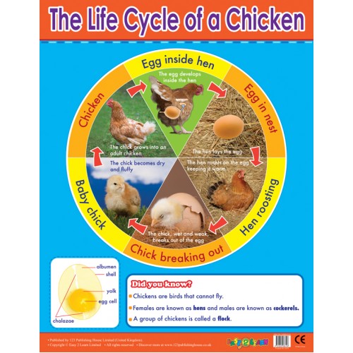 The Life Cycle of a Chicken
