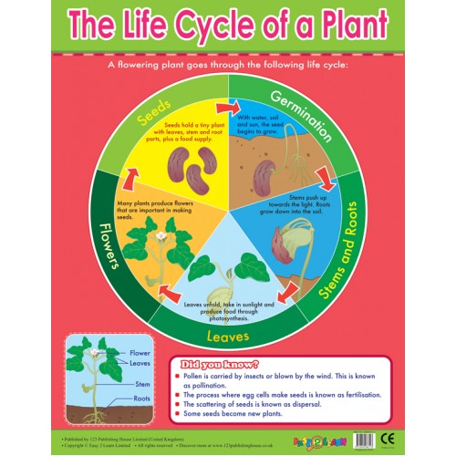 The Life Cycle of  a Plant 