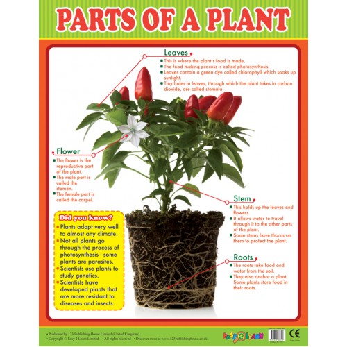Parts of a Plant 