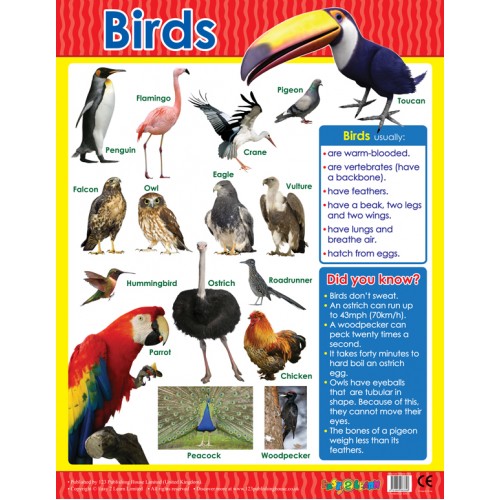Birds 