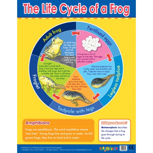 The Life Cycle of a Frog 