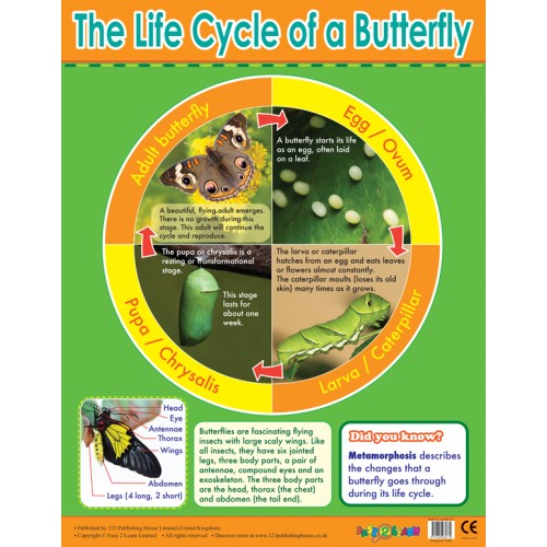 The Life Cycle of a Butterfly 