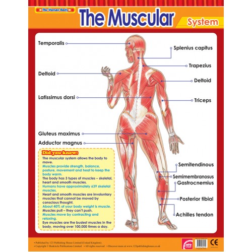 The Muscular System