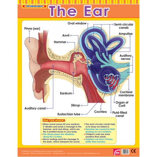 The Ear 