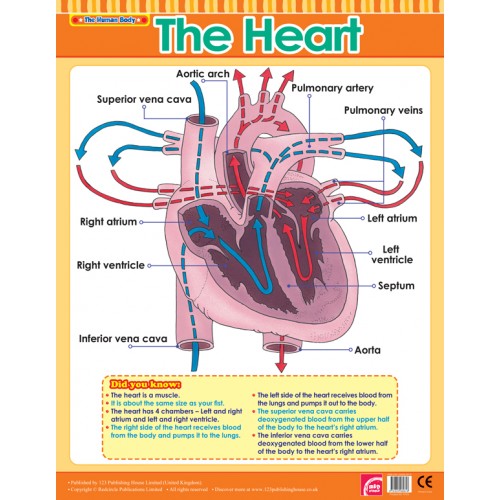 The Heart