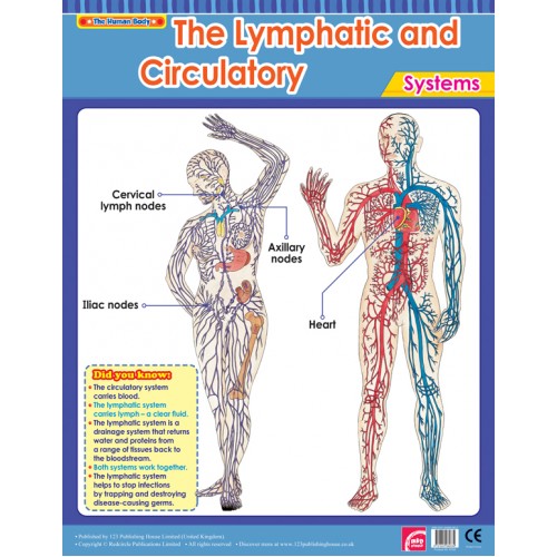The Lymphatic & Circulatory Systems