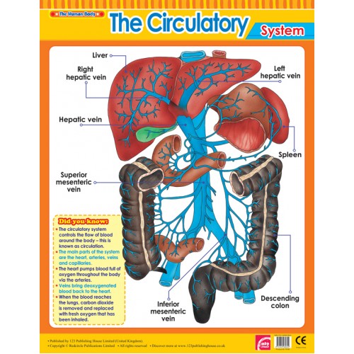The Circulatory System 