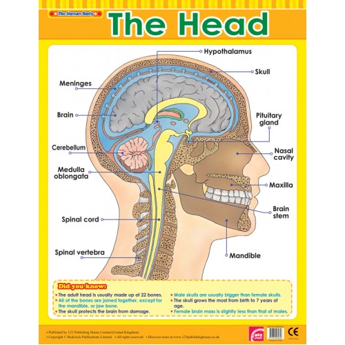 The Head 