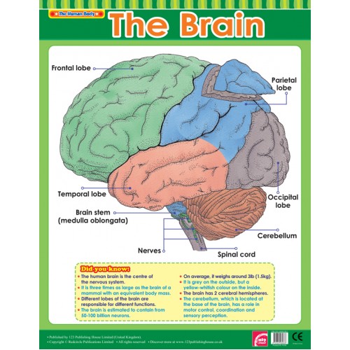The Brain 