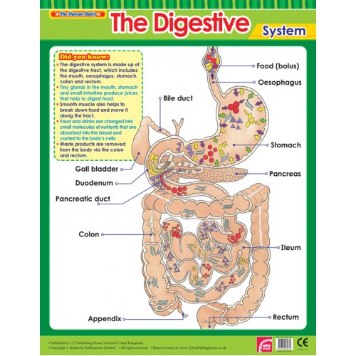 The Digestive System
