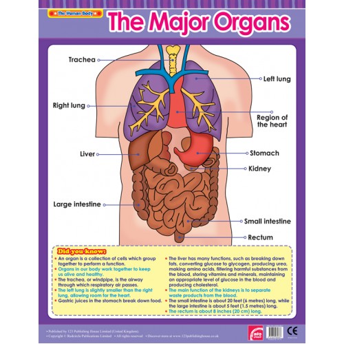The Major Organs