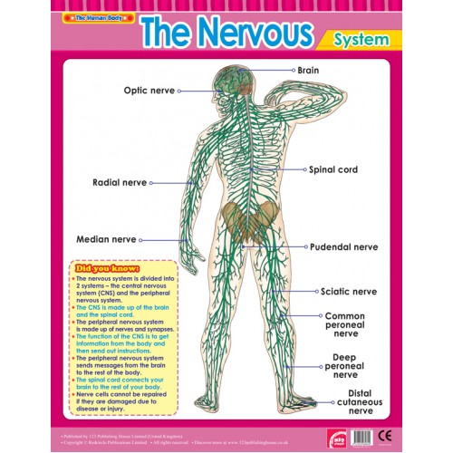 The Nervous System 