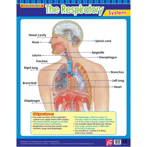 The Respiratory System 