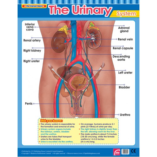 The Urinary System 