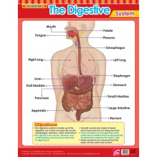 The Digestive System 