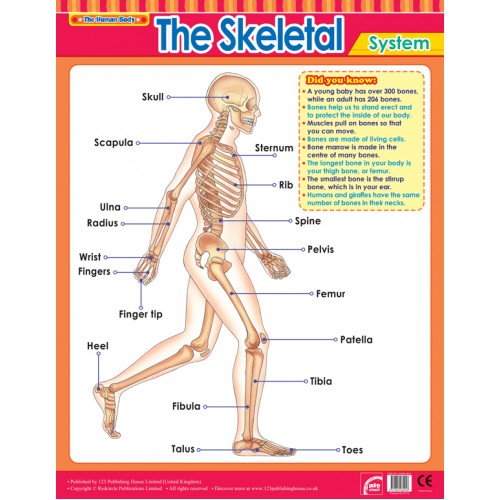 The Skeletal System