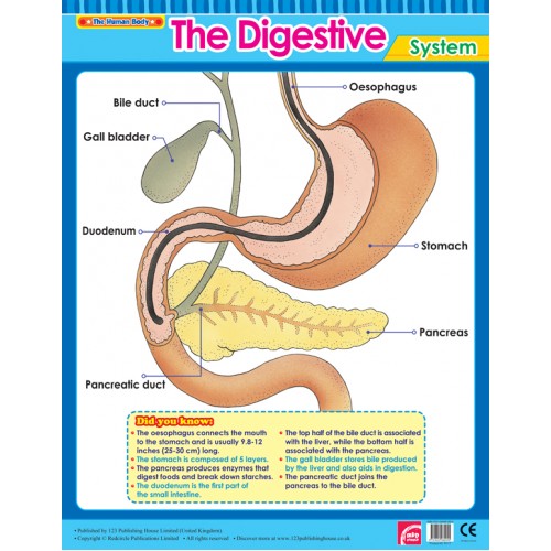 The Digestive System 