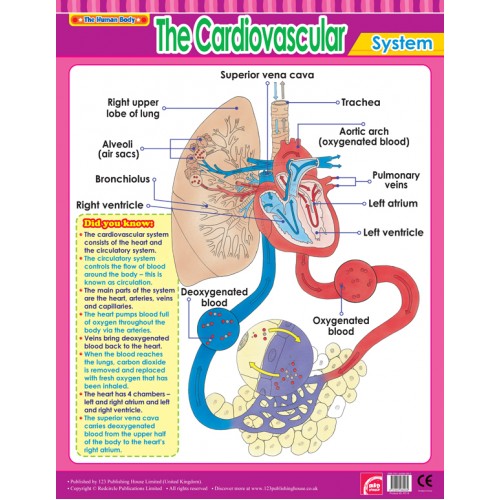 The Cardiovascular System 