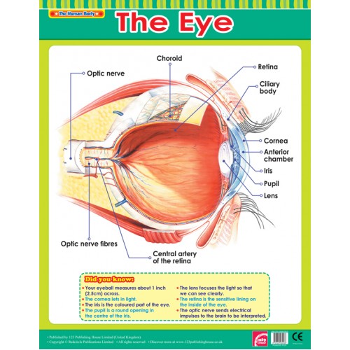 The Eye 