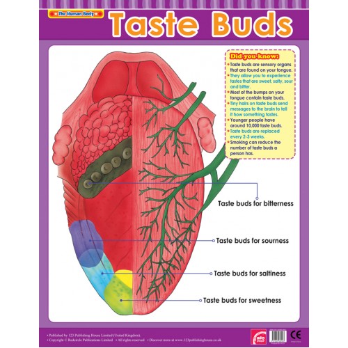 Taste Buds 