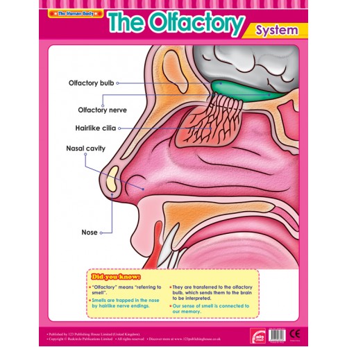 The Olfactory System