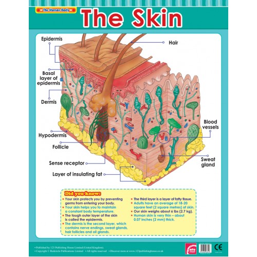 The Skin 