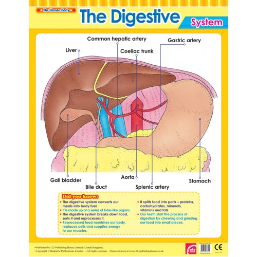 The Digestive System 