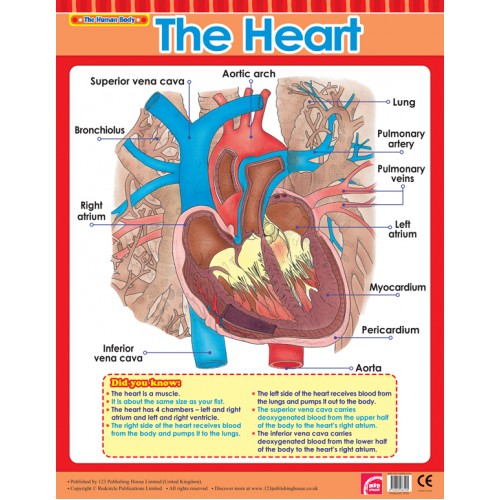 The Heart 