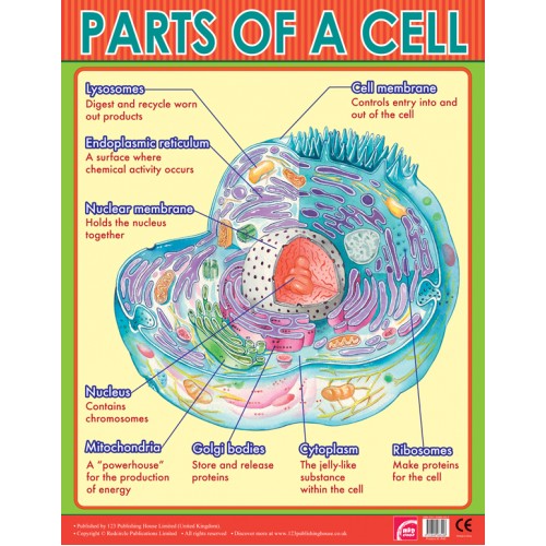 Parts of A Cell 