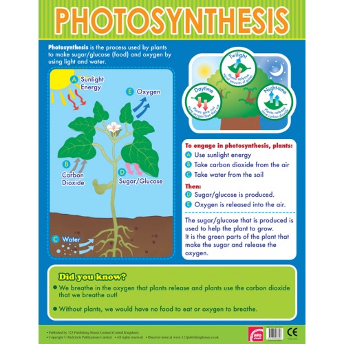 Photosynthesis 